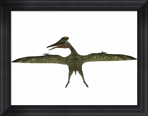 Framed Flying Pterodactylus Print