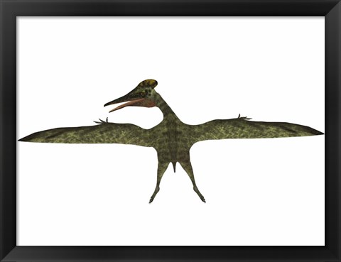 Framed Flying Pterodactylus Print