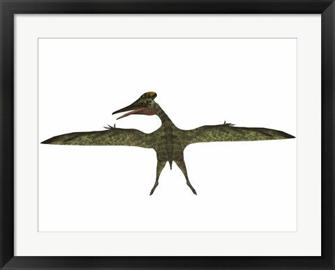 Framed Flying Pterodactylus Print