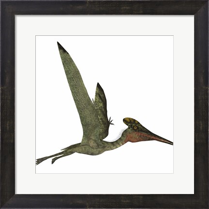 Framed Pterodactylus Flying Reptile Print