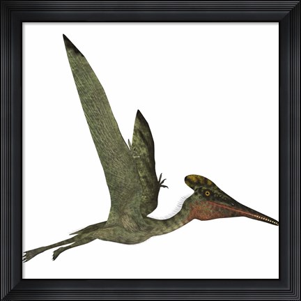 Framed Pterodactylus Flying Reptile Print