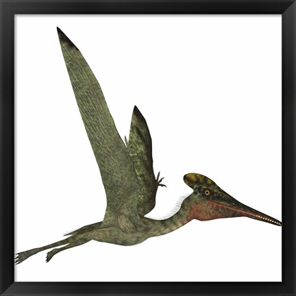 Framed Pterodactylus Flying Reptile Print