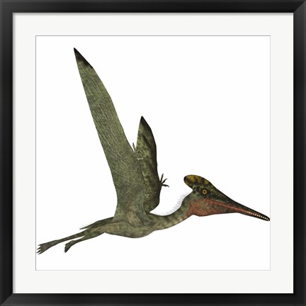 Framed Pterodactylus Flying Reptile Print