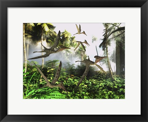 Framed flock of Pterodactylus reptiles fly over the jungle searching for their next meal Print