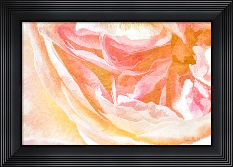 Framed Close-up Rose Print