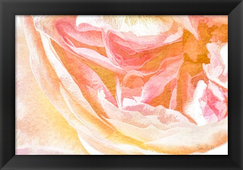 Framed Close-up Rose Print