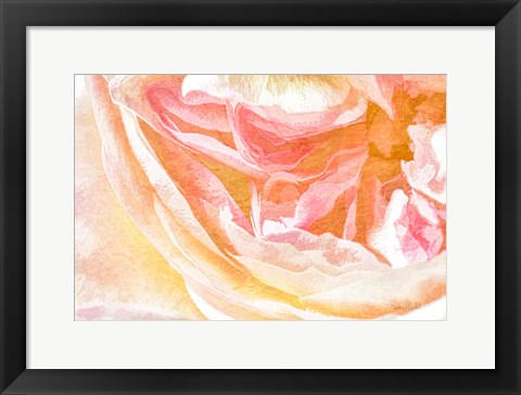 Framed Close-up Rose Print