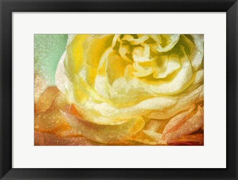 Framed Many Petals Print