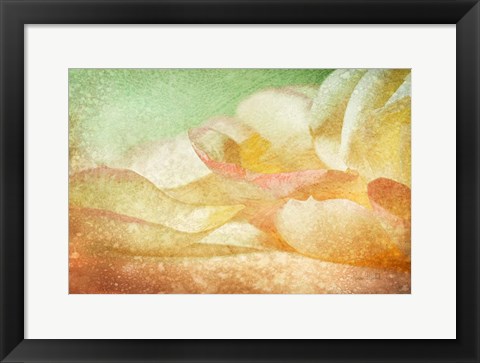 Framed Petals Galore Print