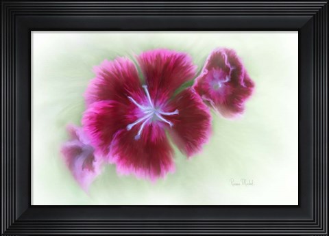 Framed Bachelor Buttons II Print