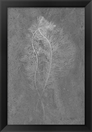 Framed Fern Algae Silver on Black Print