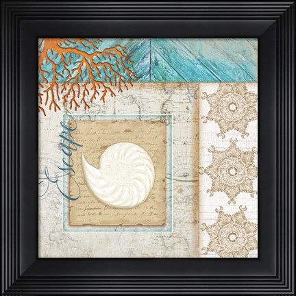 Framed Coastal Nautilus Shell Print