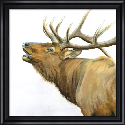 Framed Majestic Elk Brown Crop Print