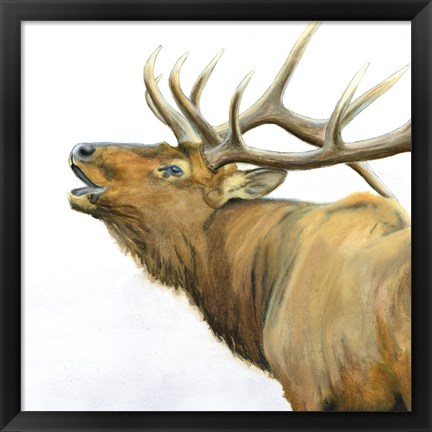 Framed Majestic Elk Brown Crop Print