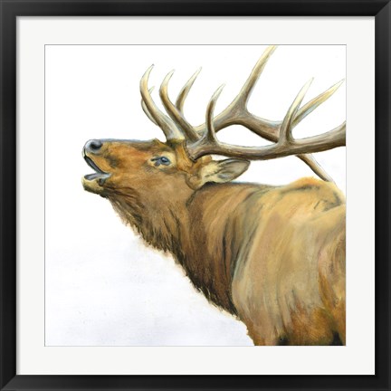 Framed Majestic Elk Brown Crop Print