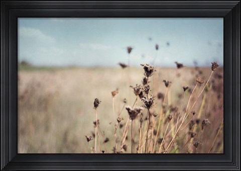 Framed Falling Queen Annes Lace I Crop Print