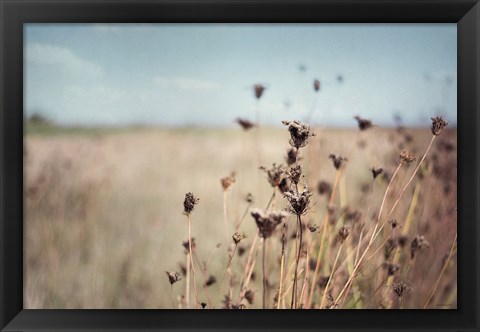 Framed Falling Queen Annes Lace I Crop Print