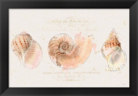 Framed Shell Collector I Print