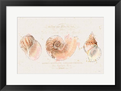 Framed Shell Collector I Print