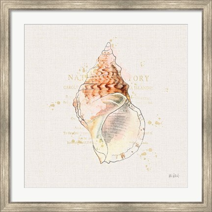 Framed Shell Collector III Print