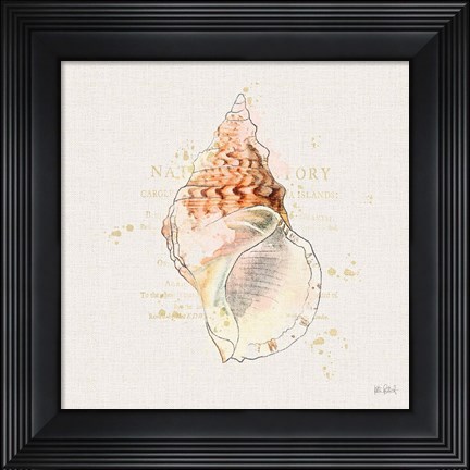 Framed Shell Collector III Print