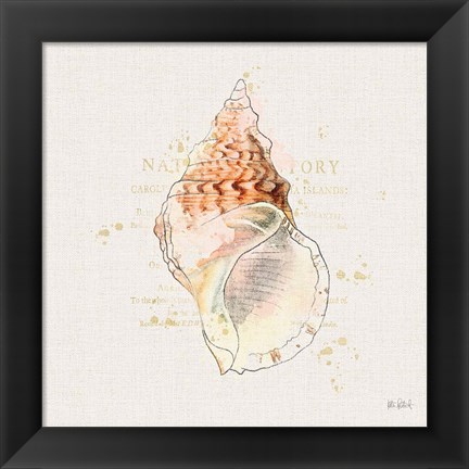 Framed Shell Collector III Print