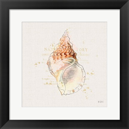 Framed Shell Collector III Print