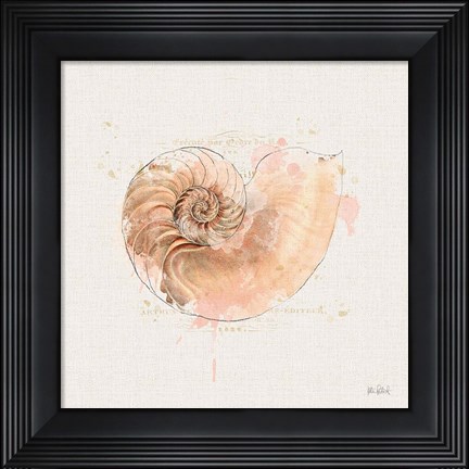 Framed Shell Collector II Print