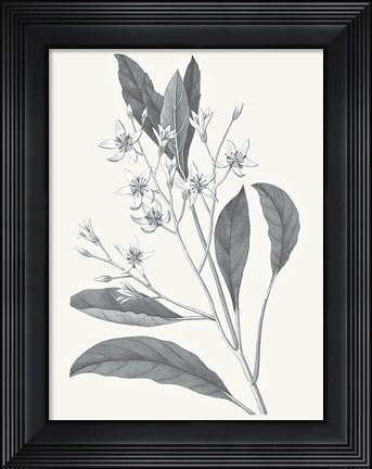 Framed Neutral Botanical V Print