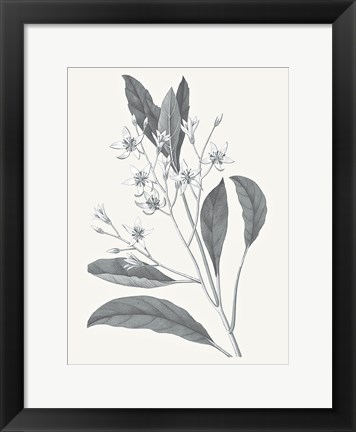 Framed Neutral Botanical V Print