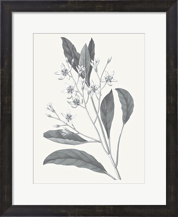 Framed Neutral Botanical V Print