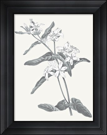 Framed Neutral Botanical IV Print