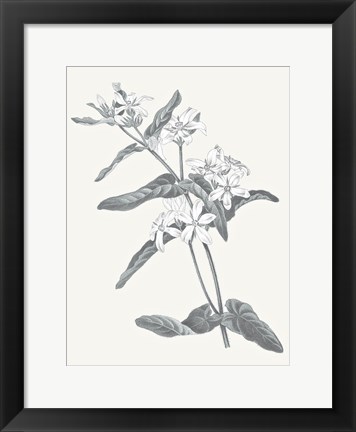 Framed Neutral Botanical IV Print