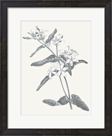 Framed Neutral Botanical IV Print