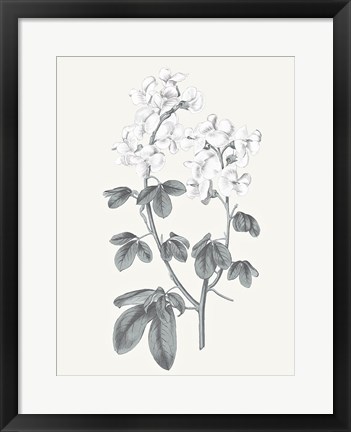 Framed Neutral Botanical III Print