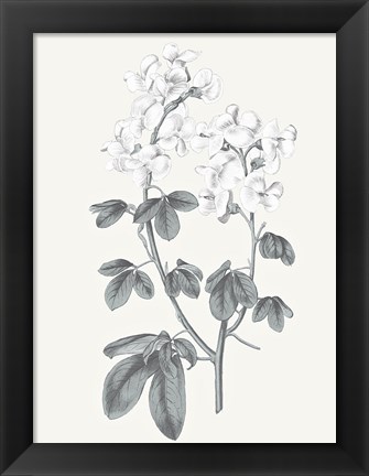 Framed Neutral Botanical III Print