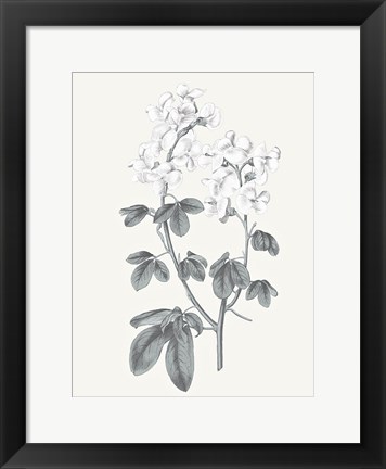 Framed Neutral Botanical III Print