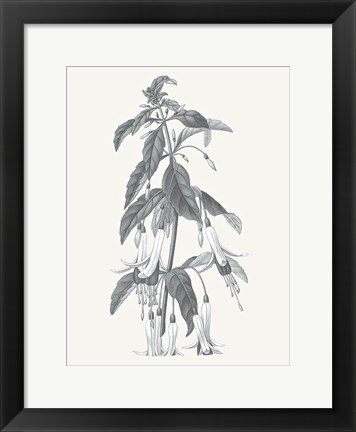 Framed Neutral Botanical I Print