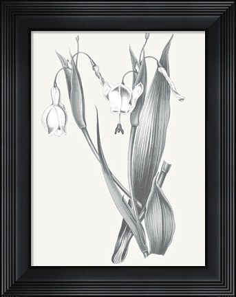 Framed Neutral Botanical II Print