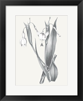 Framed Neutral Botanical II Print