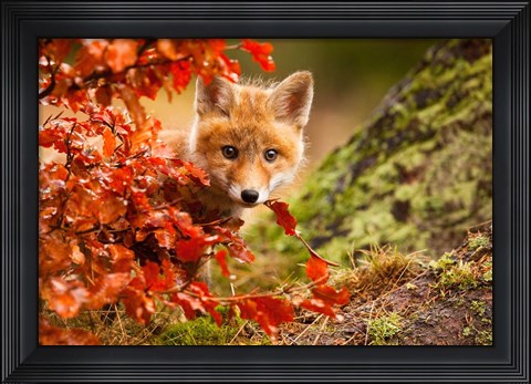 Framed Fox Print