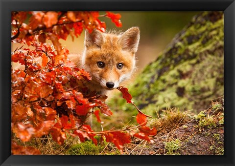 Framed Fox Print