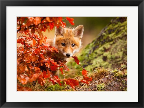 Framed Fox Print