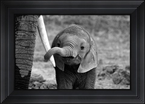 Framed Close Print