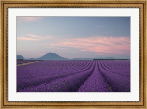 Framed Lavender Field Print