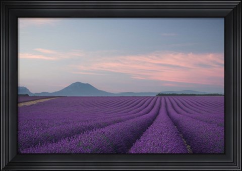 Framed Lavender Field Print