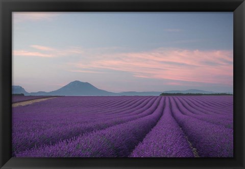 Framed Lavender Field Print