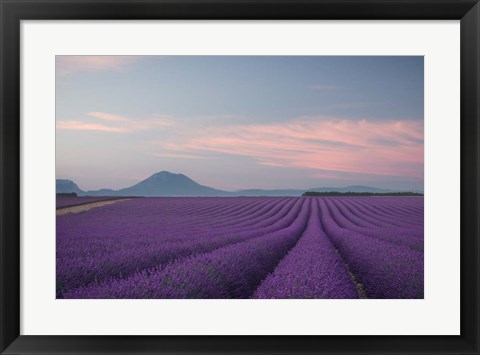 Framed Lavender Field Print