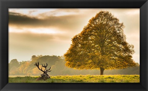 Framed Antlers Print