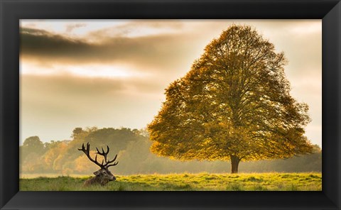 Framed Antlers Print